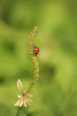 Ladybug crawls up in the garden on the grass