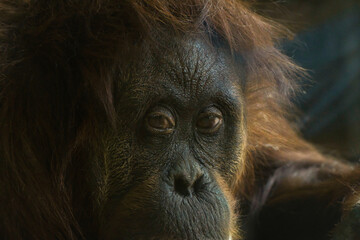  2020-07-08 CLOSE UP OF A OLD SAD ORANGUTAN © Michael J Magee