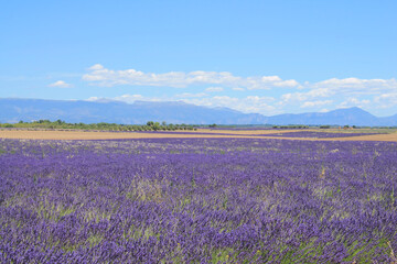 Naklejka na ściany i meble The amazing lavender field at Valensole in the gorgeous provence region in France 
