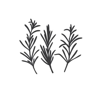 Rosemary silhouette icon