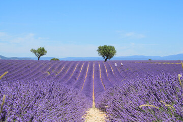 Naklejka premium The amazing lavender field at Valensole in the gorgeous provence region in France 