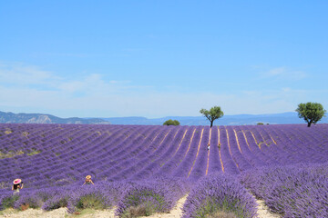 The amazing lavender field at Valensole in the gorgeous provence region in France
