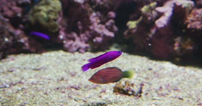 Purple Dottyback And Yellow Tang In Aquarium