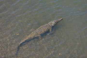 American crocodiles, Crocodylus acutus, animals in the river. Wildlife scene from nature. Reptile from river Tarcoles, Costa Rica.