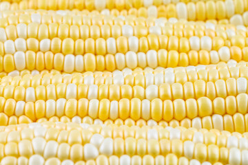 Delicious ripe corn with seed of different colors. Background.