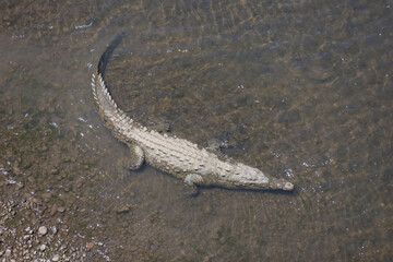 American crocodiles, Crocodylus acutus, animals in the river. Wildlife scene from nature. Reptile from river Tarcoles, Costa Rica.
