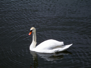 White swan is swimming in the pond
