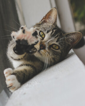 Polydactyl Cat Reaching Toward Camera