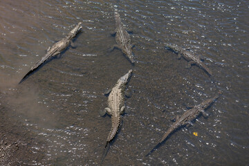American crocodiles, Crocodylus acutus, animals in the river. Wildlife scene from nature. Reptile from river Tarcoles, Costa Rica.