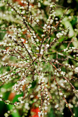 Snow white branches of the cherry plum blossom in the spring garden beginning to bloom.