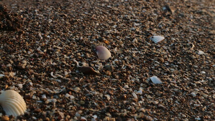 Beach shells and brown beach sand, nature background