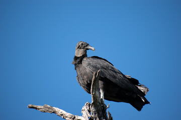 Aves de negro