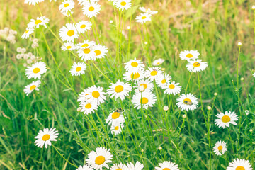 Daisies in a Field Under the sun