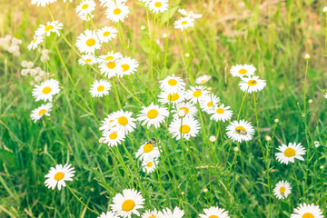 Fototapeta premium Daisies in a Field Under the sun