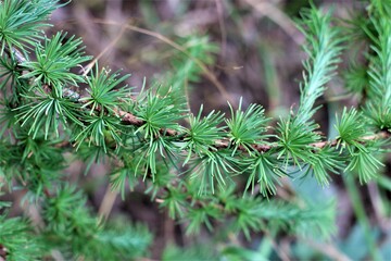 Spruce needles on the branch as a close-up