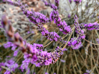 Lavender bush, some branches of lavender in the front and others blurred on the background