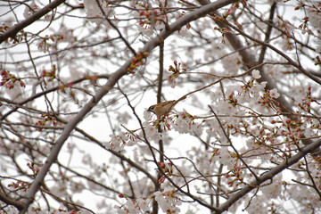 It is a sparrow with a cherry tree