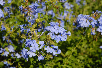Blue flowers of Plumbago auriculata, also known as Cape leadwort