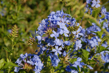 Sticky blue flowers of Plumbago auriculata, also known as Cape leadwort. Shallow depth of field, selective focus