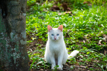 Obraz premium Gato blanco
