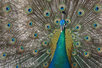 Obraz premium Pavão, peacok