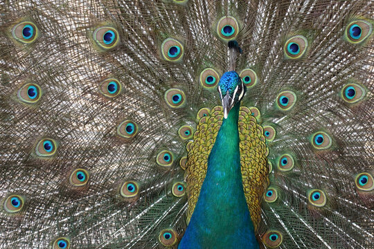Pav&atilde;o, peacok