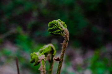 close up of a new ferns in woods
