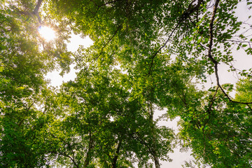 Forest Under the sun