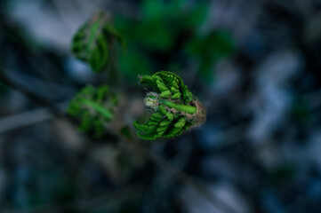 green fern leaf woke up after winter