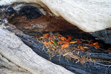 Vivid orange leaves and sea grass in the burnt hollow of a dead log. Coochiemudlo Island, Queensland, Australia.