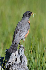 American Robin with a green caterpillar