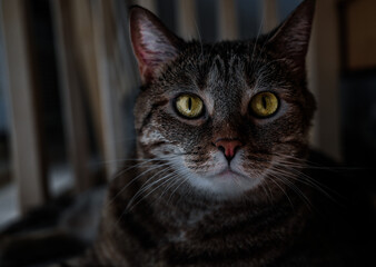 cats eyes always have some miracle in them