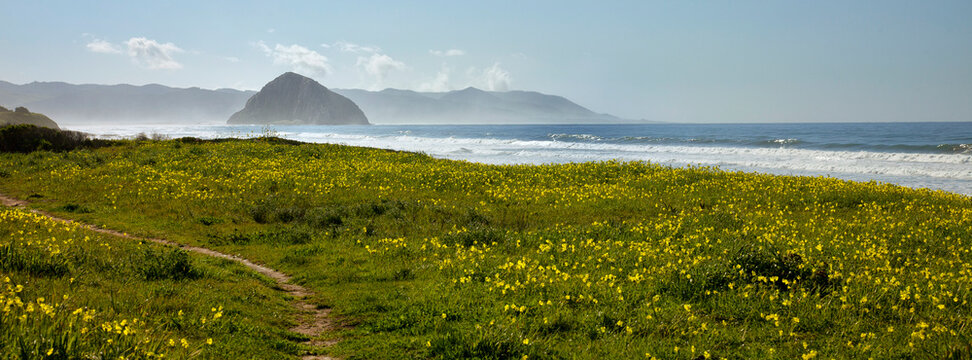 Central coast of California spring time flowers on coast line with Morro Rock on horizon