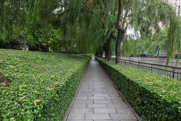 A trimmed green belt in the park