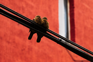 pair of pigeons sitting on a wire on sunny day near to a light red wall background and a window © Brian