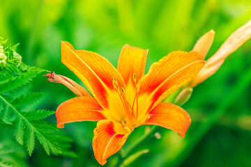Fototapeta premium Orange Lily