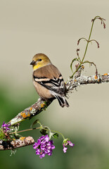 Female American Goldfinch on a branch