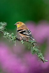 American Goldfinch on a branch