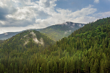 Aerial view of green Carpathian mountains covered with evergreen spruce pine foreston summer sunny day.
