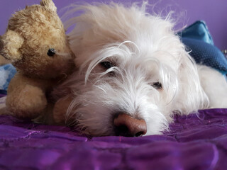Dog lying with his teddy bear
