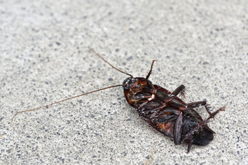 ゴキブリの死骸