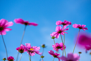 コスモス　コスモス畑　花畑　青空