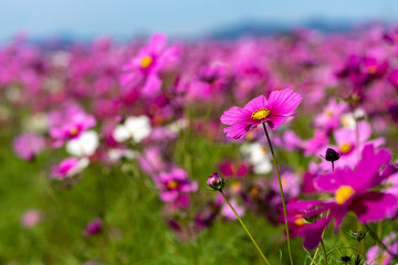 コスモス　コスモス畑　花畑