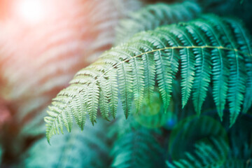 Beautiful green fern leaf in sunlight, selective focus. Natural floral fern background