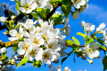 Blooming white flowers fruit trees on background of blue sky.