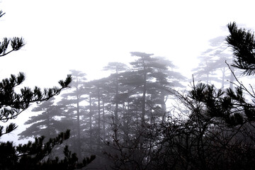  Wonderful and curious sea of clouds and beautiful Huangshan mountain landscape in China.