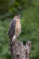 Coopers Hawk on a tree trunk