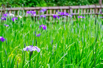 【初夏の花】群生する花菖蒲