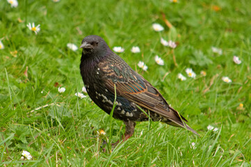 Colourful starling  searching for food in the garden