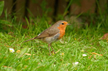 Close up of a beautiful robin searching for food in the grass